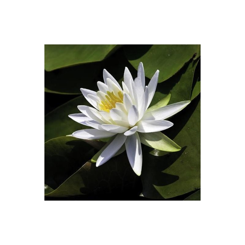 Nymphaea 'Marliacea Albida'