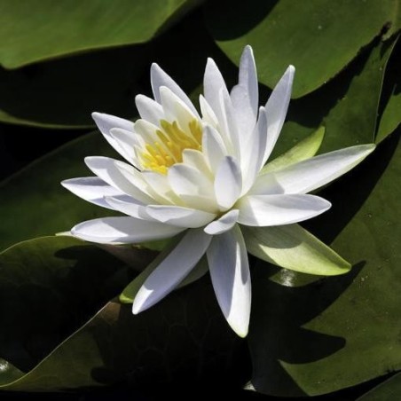 Nymphaea 'Marliacea Albida'