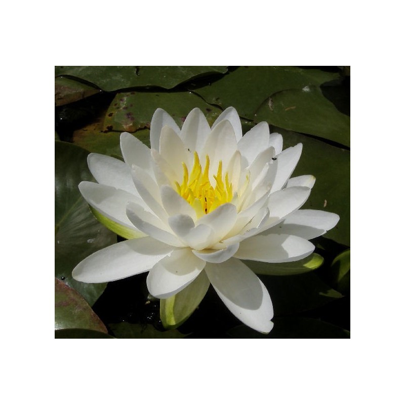 Nymphaea odorata 'Alba'
