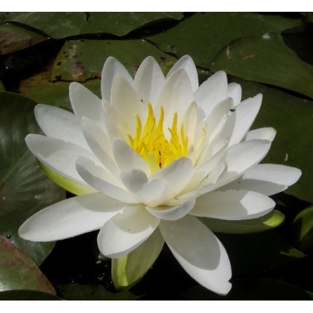 Nymphaea odorata 'Alba'
