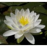 Nymphaea odorata 'Alba'