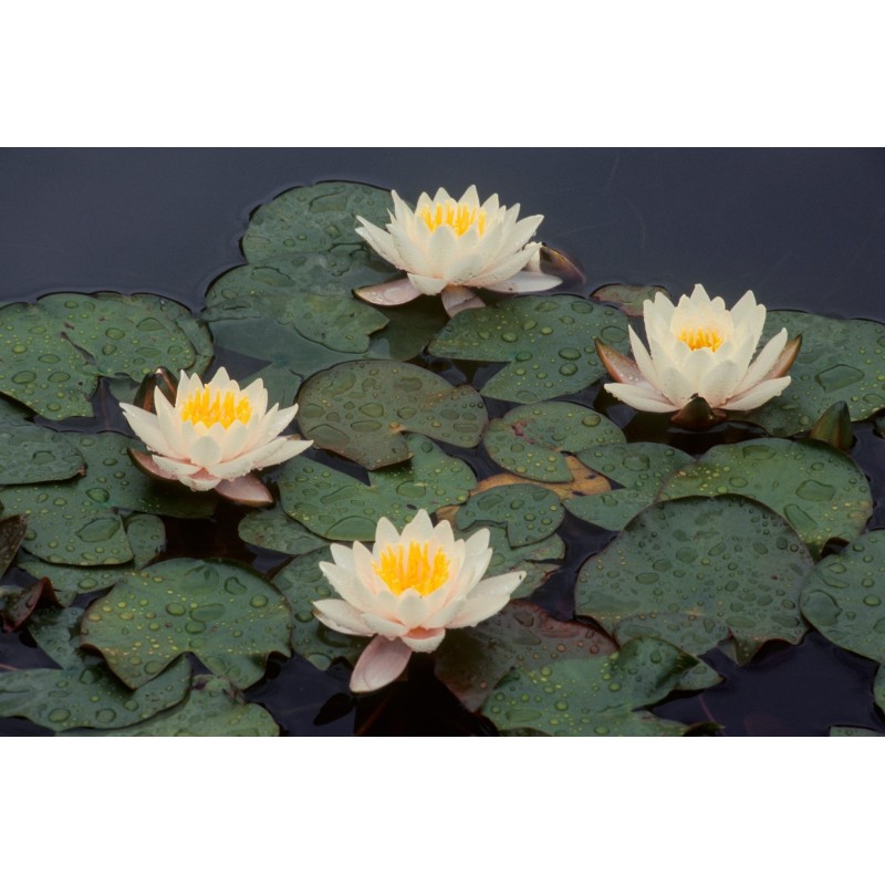 Nymphaea 'Tetragona'