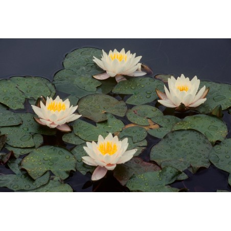 Nymphaea 'Tetragona'