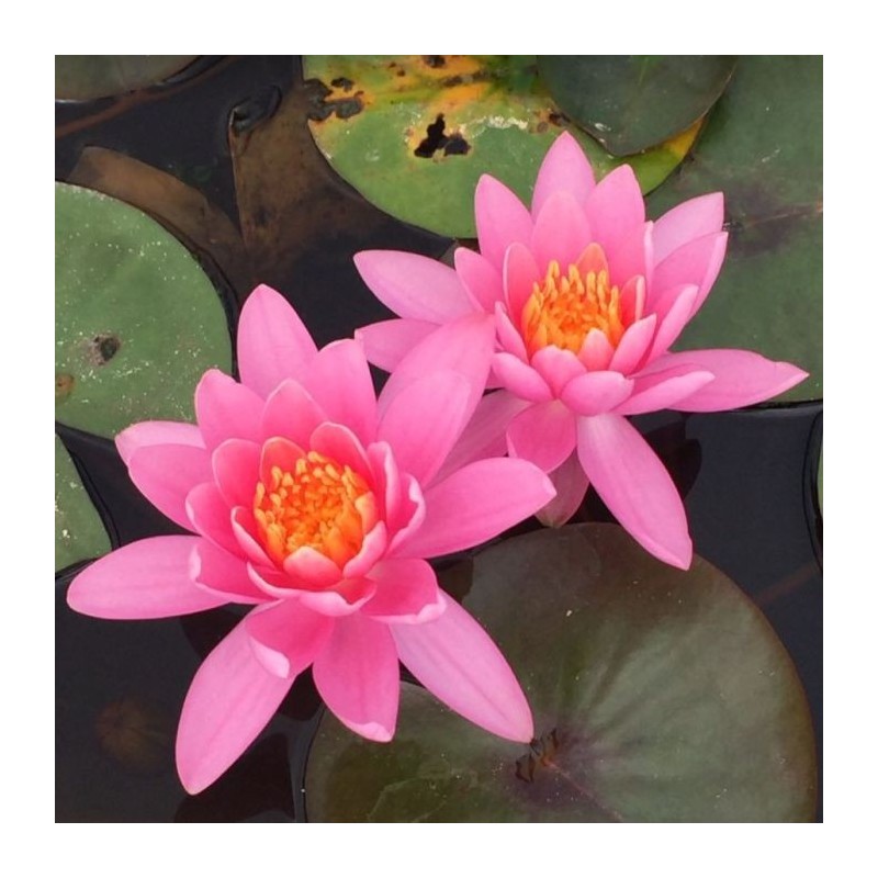 Nymphaea 'Firecrest'