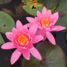 Nymphaea 'Firecrest'