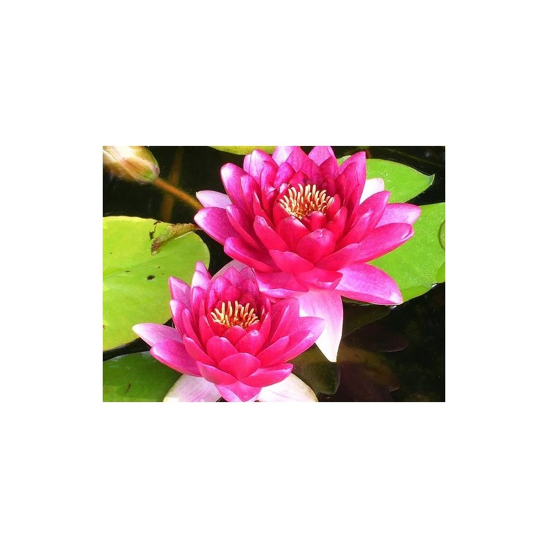 Nymphaea 'Attraction'