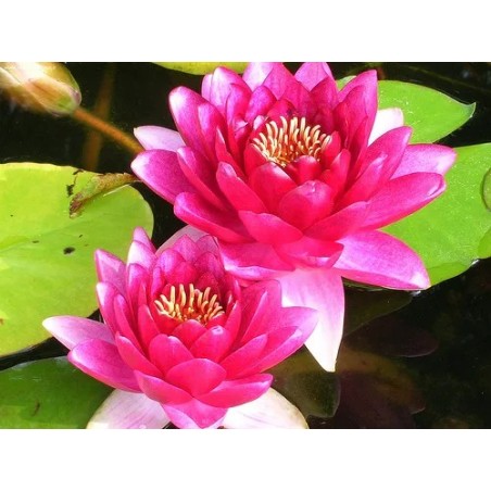 Nymphaea 'Attraction'