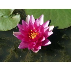 Nymphaea 'Charles de Meurvil