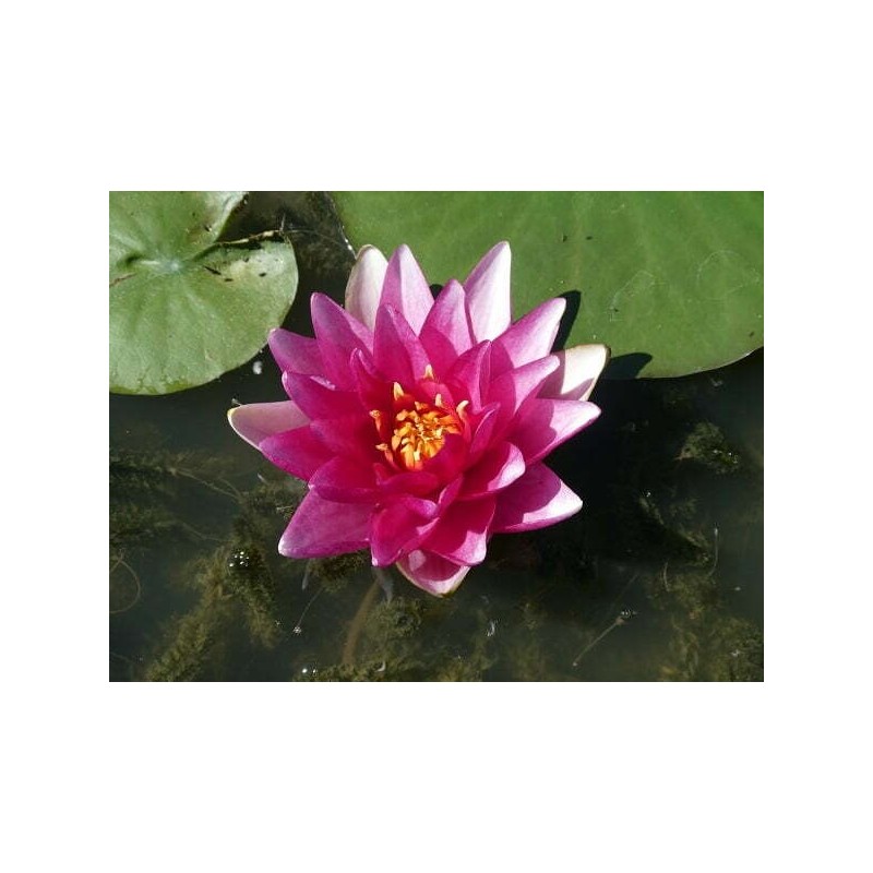 Nymphaea 'Charles de Meurvil