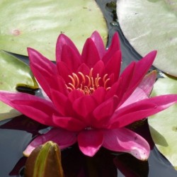 Nymphaea 'Escarboucle'