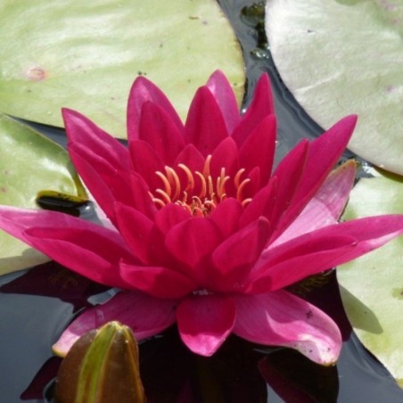 Nymphaea 'Escarboucle'