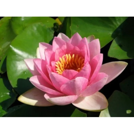 Nymphaea 'Masaniello'