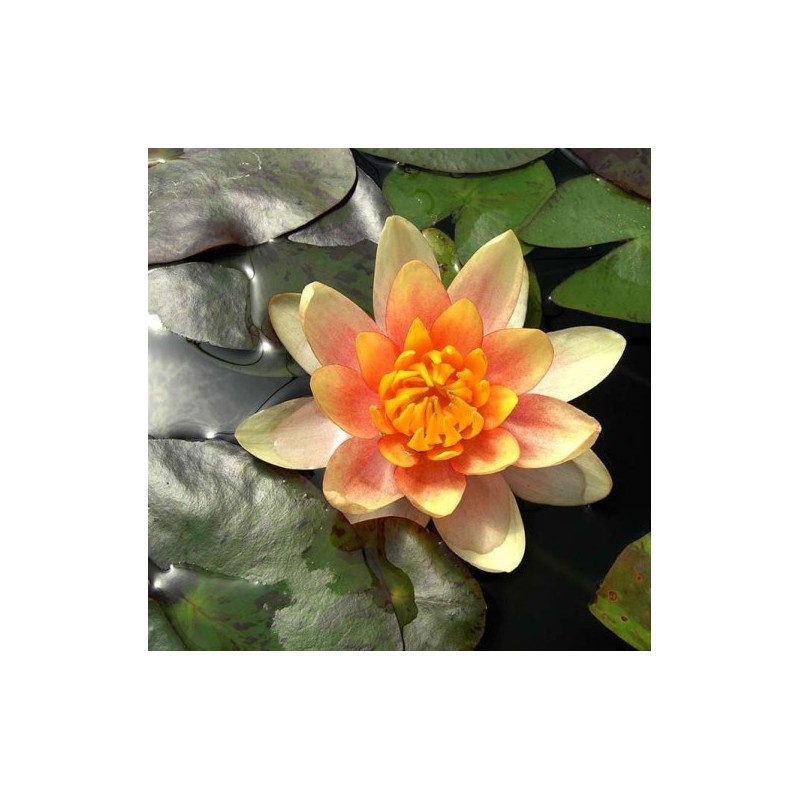 Nymphaea 'Aurora'
