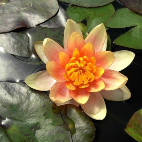 Nymphaea 'Aurora'