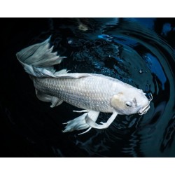cyprinus carp koi butterfly 9-11 cm