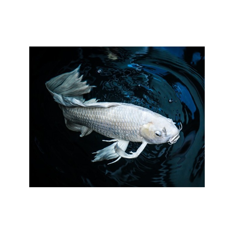 cyprinus carp koi butterfly 9-11 cm