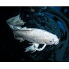 cyprinus carp koi butterfly 9-11 cm
