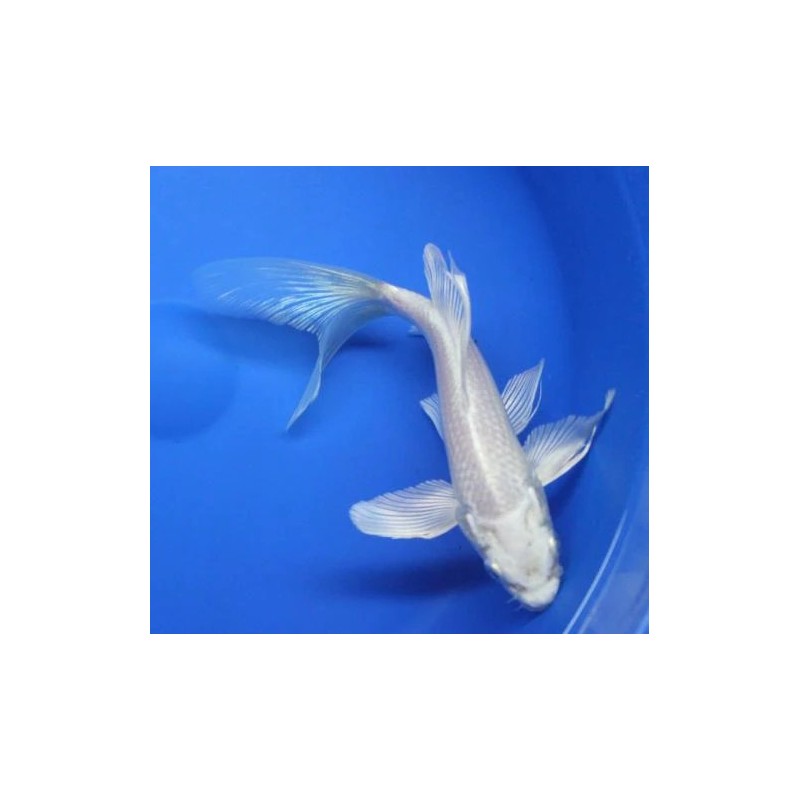 cyprinus carp koi butterfly 9-11 cm