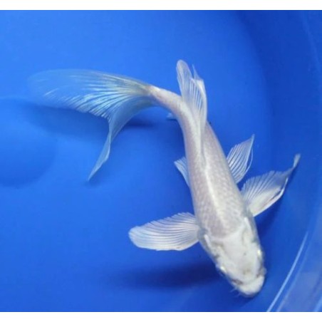 cyprinus carp koi butterfly 9-11 cm