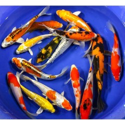Cyprinus carp euro koi A mix 6-8 cm