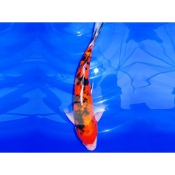 Cyprinus carpio euro koi B 9-11 cm