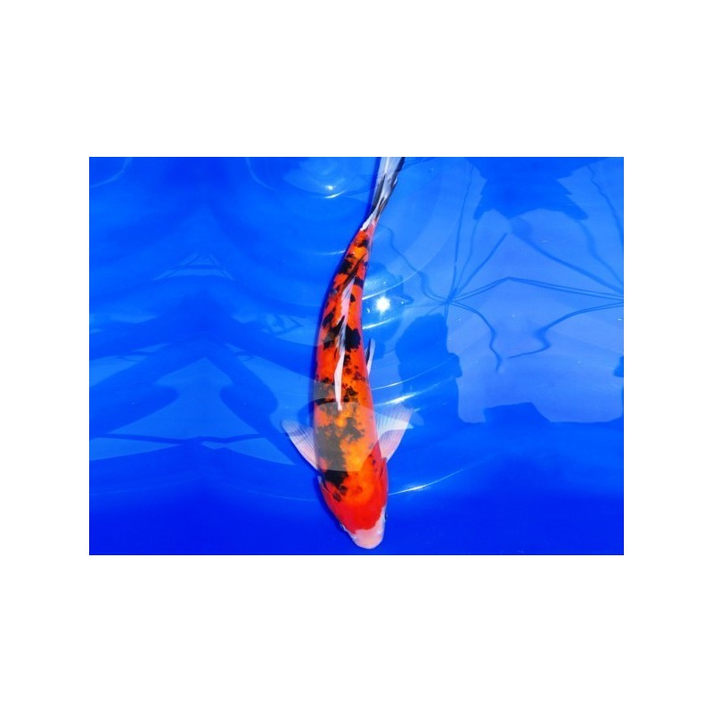 Cyprinus carpio euro koi B 9-11 cm