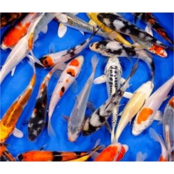 Cyprinus carpio euro koi B 9-11 cm