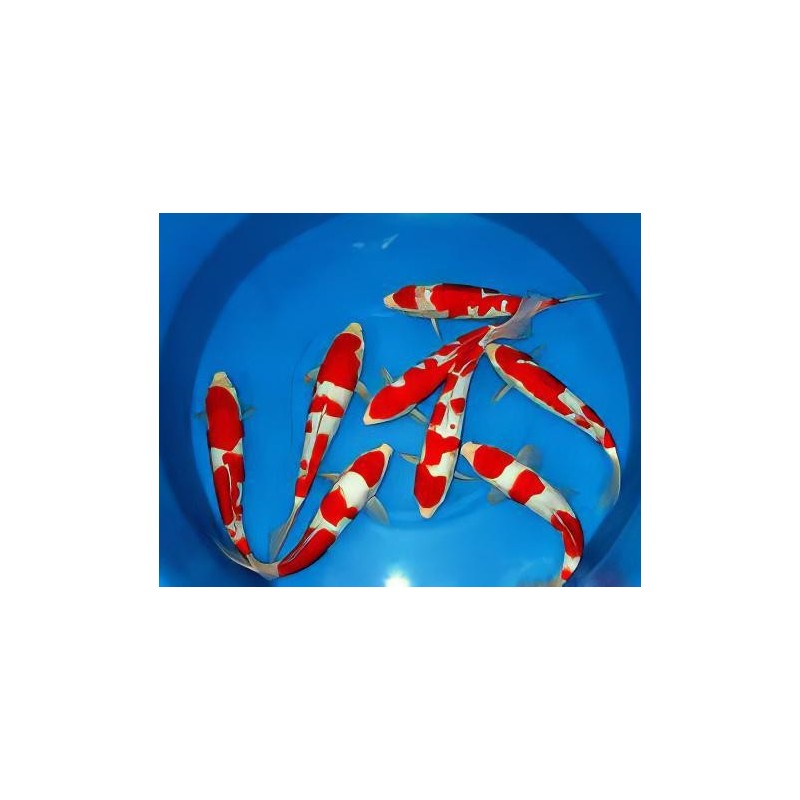 Cyprinus carpio koi kohaku 25-30 cm