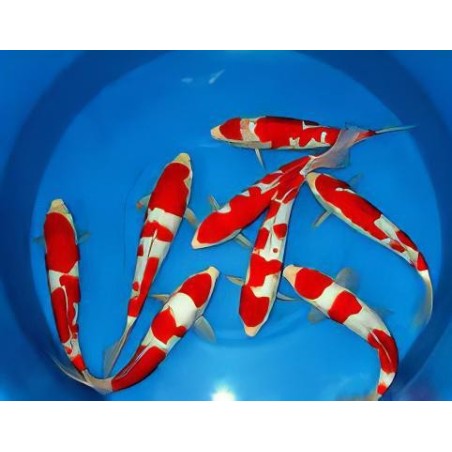 Cyprinus carpio koi kohaku 25-30 cm