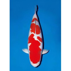 Cyprinus carpio koi kohaku 25-30 cm