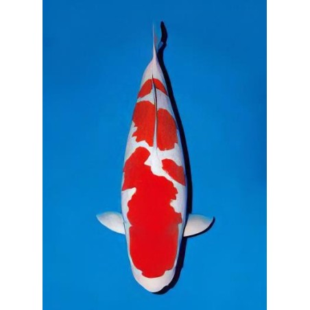 Cyprinus carpio koi kohaku 25-30 cm