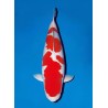 Cyprinus carpio koi kohaku 25-30 cm