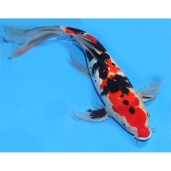 Cyprinus carpio koi sanke 25-30 cm