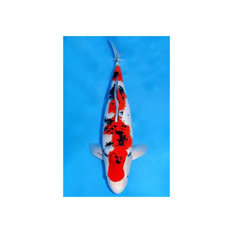 Cyprinus carpio koi sanke 25-30 cm