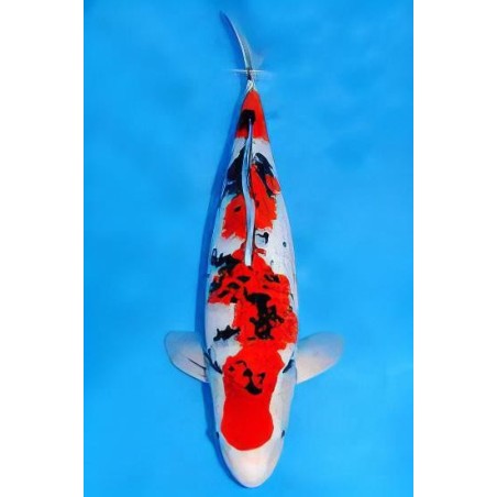 Cyprinus carpio koi sanke 25-30 cm