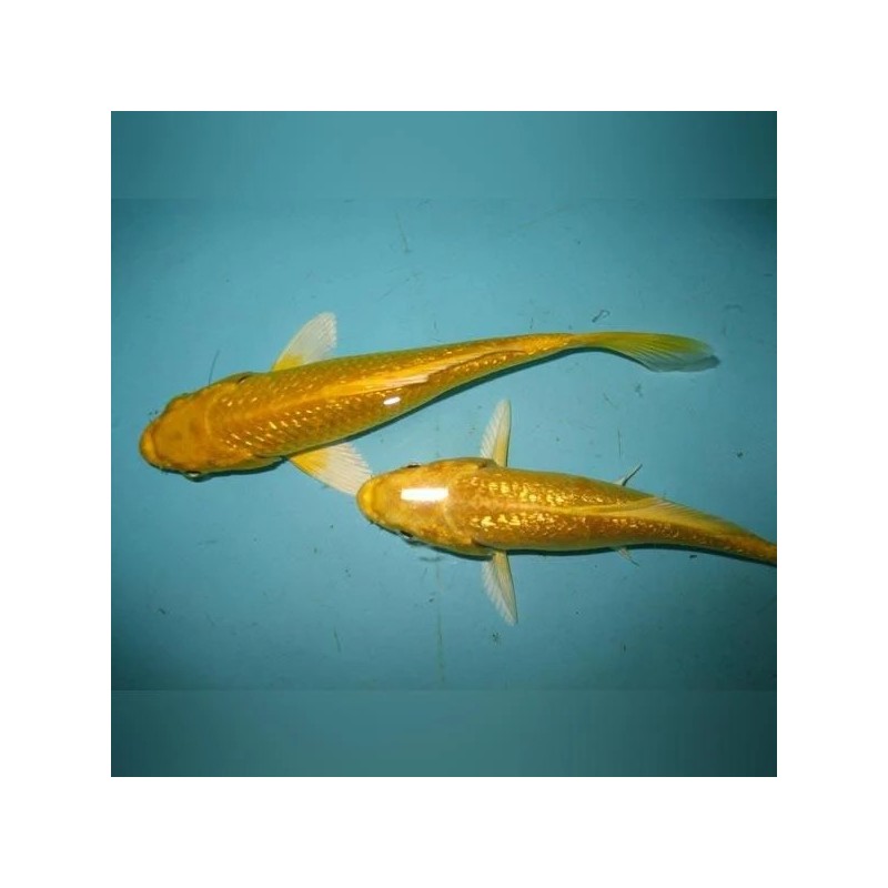 Cyprinus carpio koi yamabuki ogon 25-30 cm