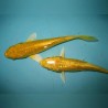 Cyprinus carpio koi yamabuki ogon 25-30 cm