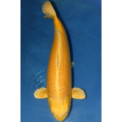 Cyprinus carpio koi yamabuki ogon 25-30 cm
