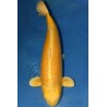 Cyprinus carpio koi yamabuki ogon 25-30 cm