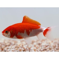 Carassius auratus Wakin 7-9 cm