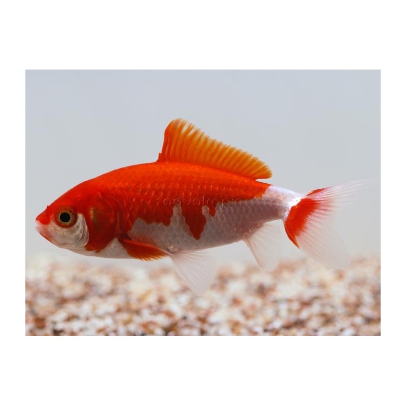 Carassius auratus Wakin 7-9 cm