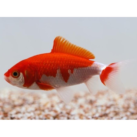 Carassius auratus Wakin 7-9 cm