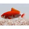 Carassius auratus Wakin 7-9 cm