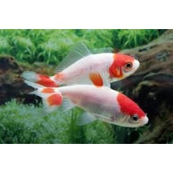 Carassius auratus Wakin 7-9 cm