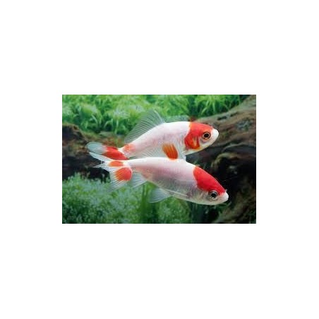 Carassius auratus Wakin 7-9 cm