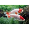 Carassius auratus Wakin 7-9 cm