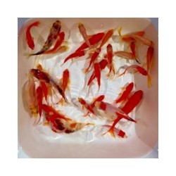 Carassius auratus mix 6-8 cm