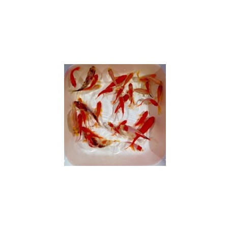 Carassius auratus mix 6-8 cm