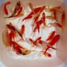Carassius auratus mix 6-8 cm