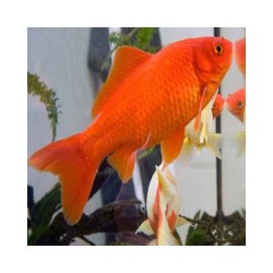 Carassius auratus red 6-8 cm